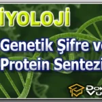 BİYOLOJİ (İleri) –  Genetik Şifre ve Protein Sentezi