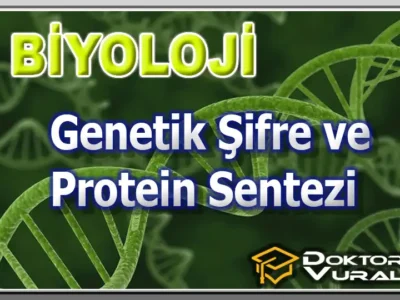 BİYOLOJİ (İleri) –  Genetik Şifre ve Protein Sentezi